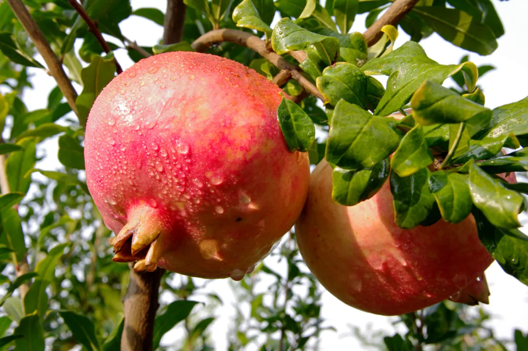 陕西农业品牌临潼石榴展示新窗口临潼石榴体验馆正式开馆