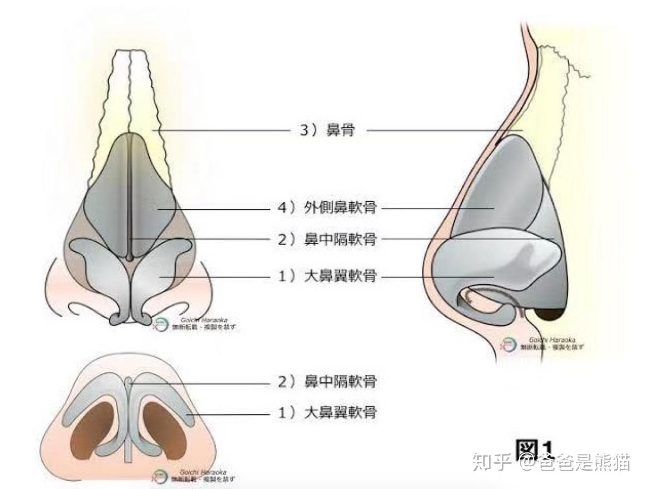 鼻软骨图片