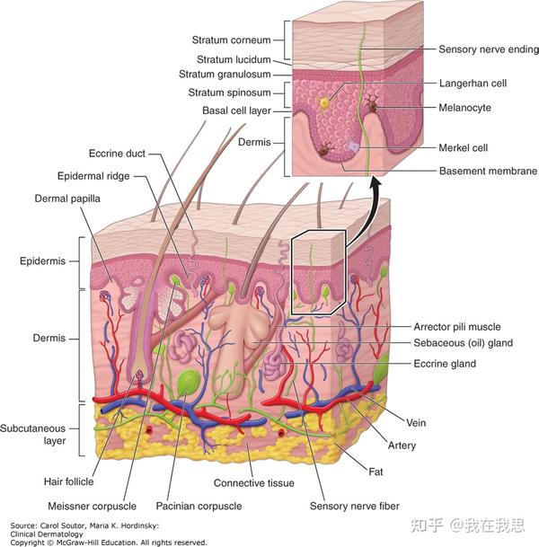 皮肤的结构 - 知乎