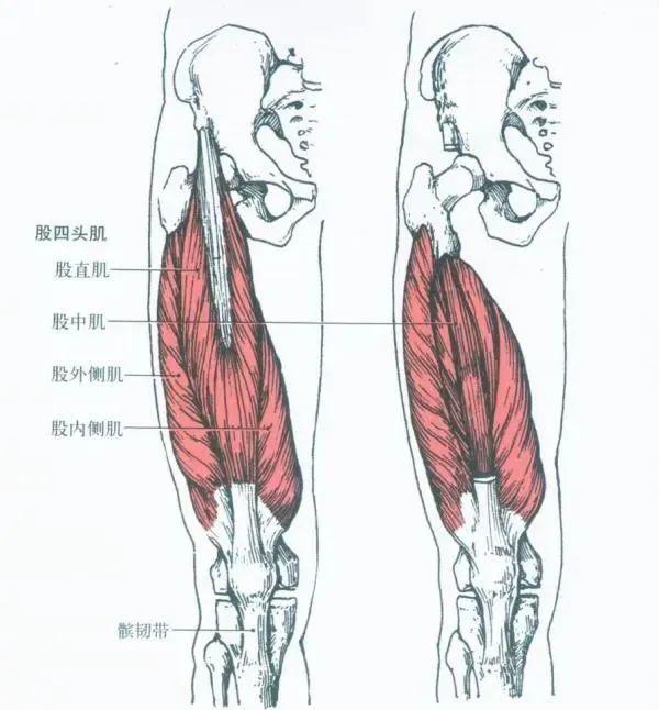 却是人体最强大的肌群之一,它们的主要功能就是屈髋和伸膝