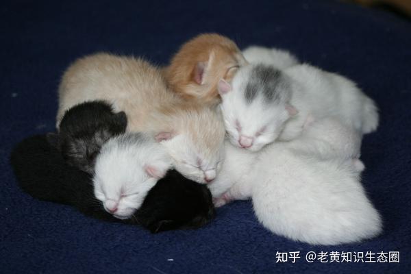 我家养的第一只猫 - 知乎