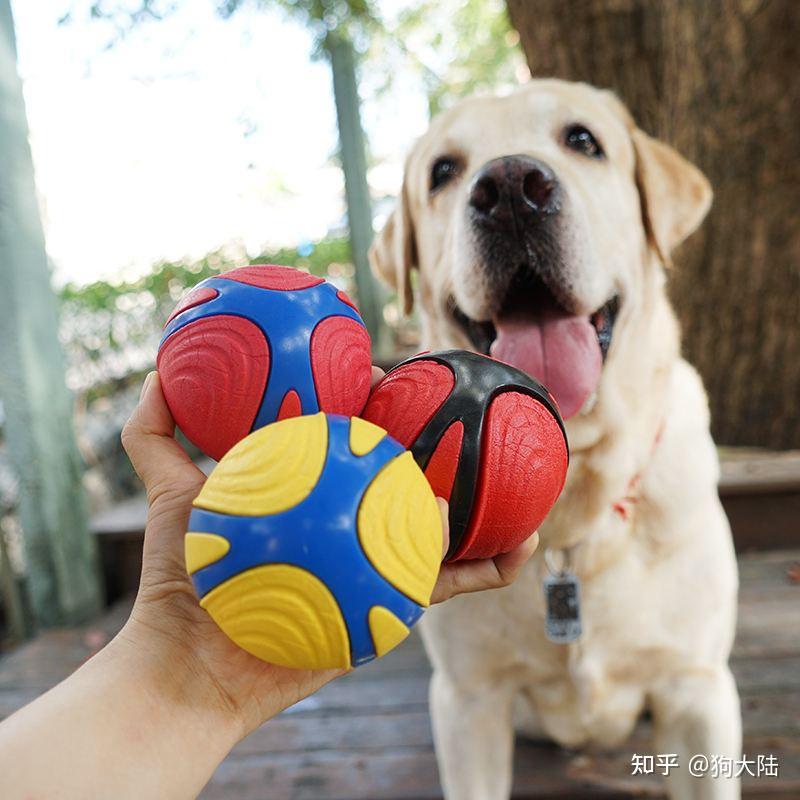 注意:"养狗"和"养猫"区别很大,别养错了! - 知乎