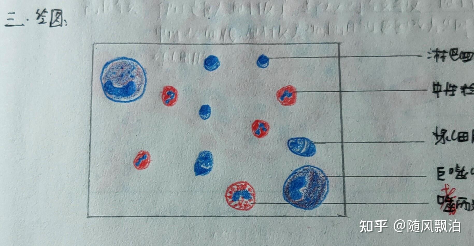 单核细胞图片手绘图图片