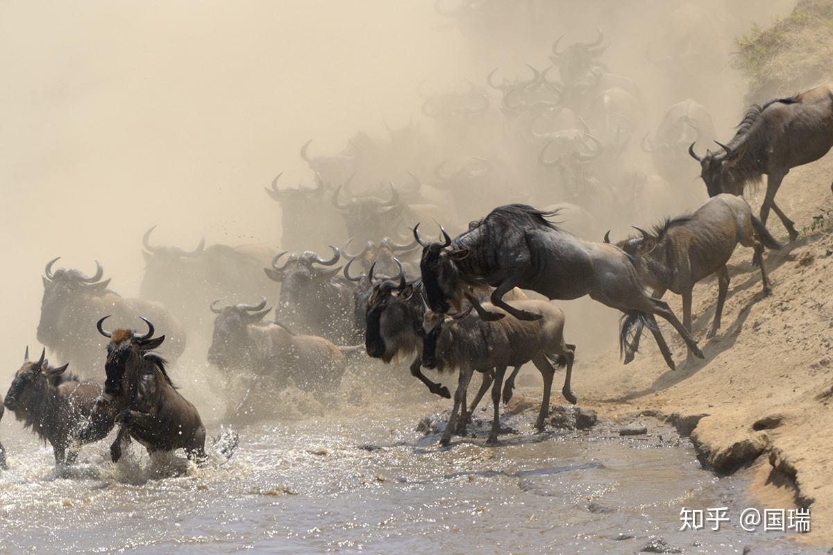 谈谈《自私的基因》——基因(gene)与模因(meme) - 知乎