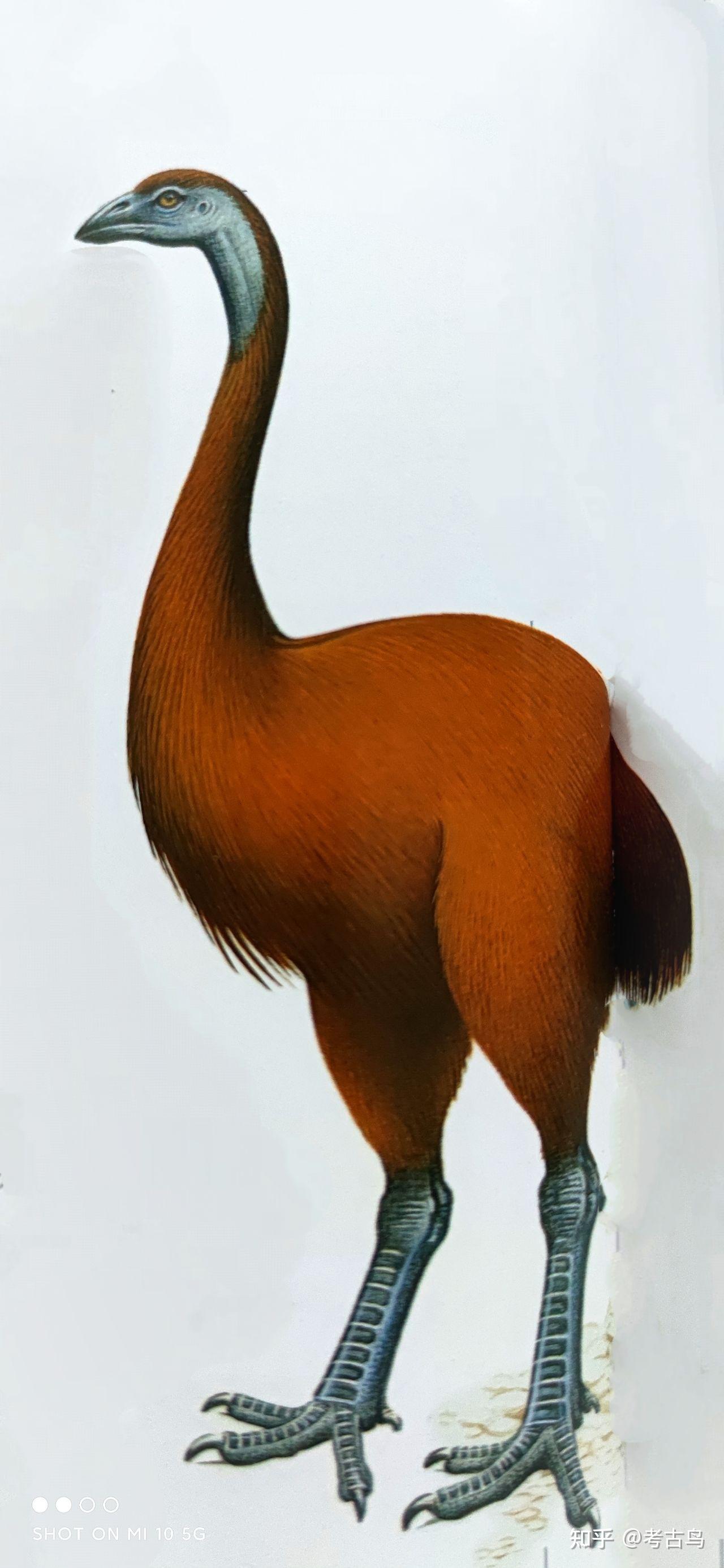 根据《史前世界大图鉴》记载,象鸟是已灭绝隆鸟种类中最大的,体重足足