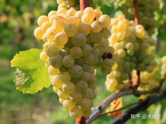 白葡萄酒推荐,白葡萄酒怎么喝?白葡萄酒到底要不要醒酒?(附清单攻略)