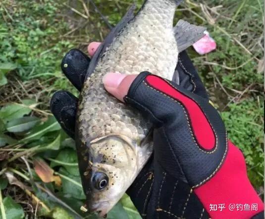 在家自制丁香油拿蚯蚓蘸一下再施钓鱼儿的咬钩率明显增加