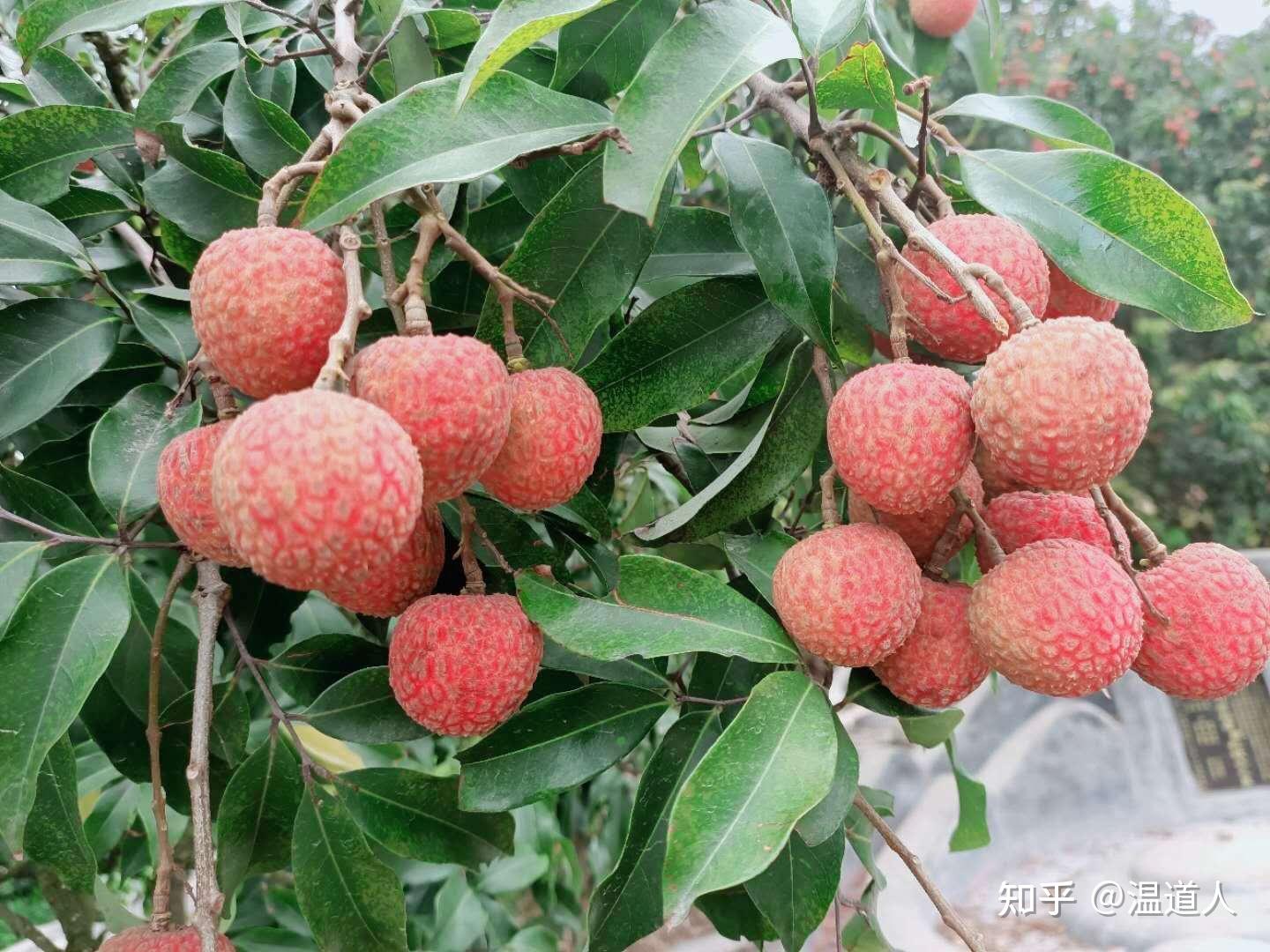 “中国荔枝之乡”镇隆荔枝 - 知乎