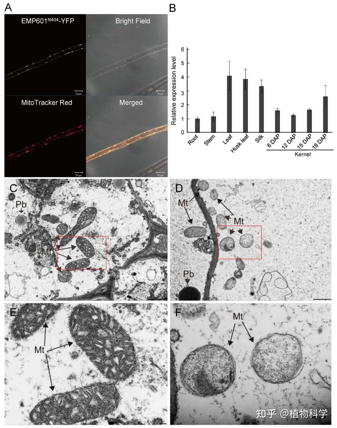 The Crop Journal | 中国农科院作科所联合中国农大揭示EMP601调控玉米籽粒发育的分子机制 - 知乎