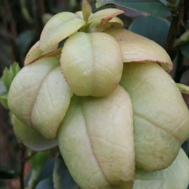 67近年来,农民尝到了种植油茶树所产下的茶籽,茶籽油和"茶包",能