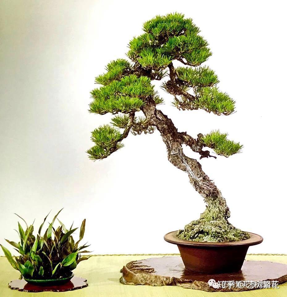 Works – 現代盆栽 Gendaibonsai