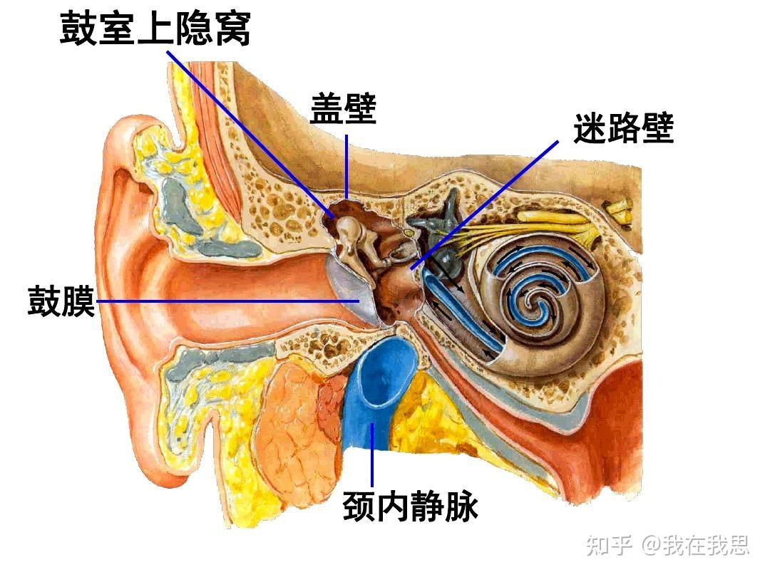 医学上为什么有的器官朝上的部分叫底而不叫顶? - 知乎