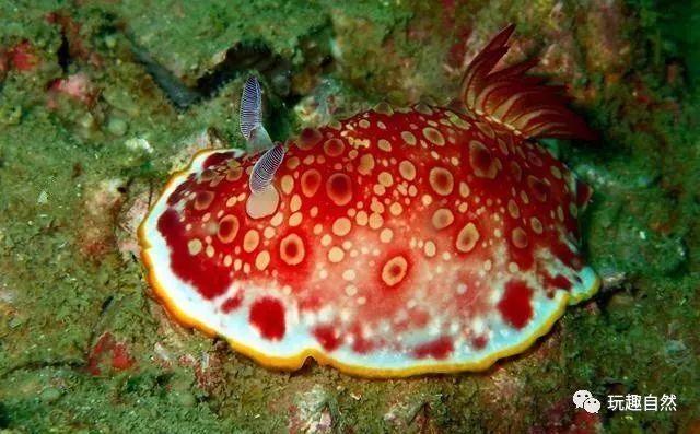 中国南方某些地区称蜒蚰(不是蚰蜒),俗称鼻涕虫,是一种软体动物海蛞蝓