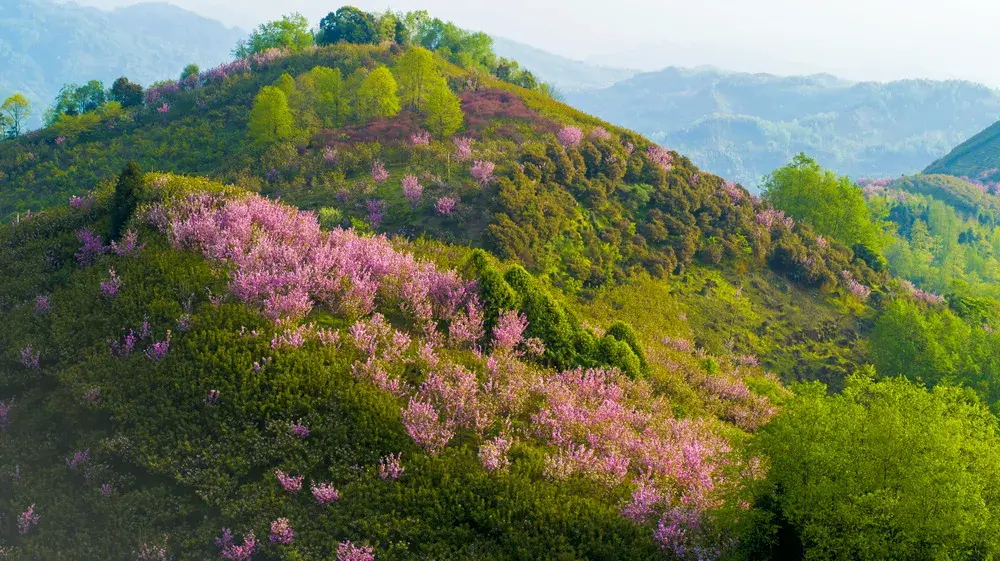樱缘谷的一万五千亩樱花陆续盛放最近看视频就去街子镇樱缘谷来一场说