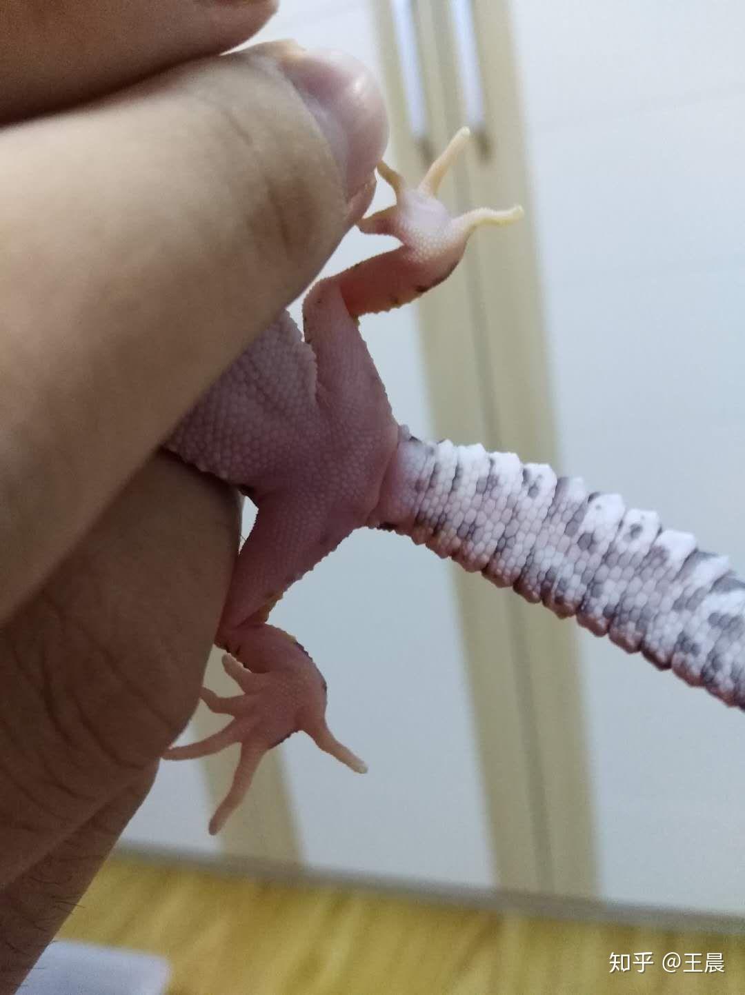 豹纹守宫有蛋蛋但是没看到有鞭毛这是公是母