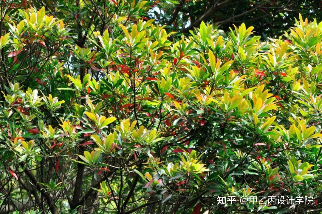 分享|南方常见园林植物合集 - 知乎