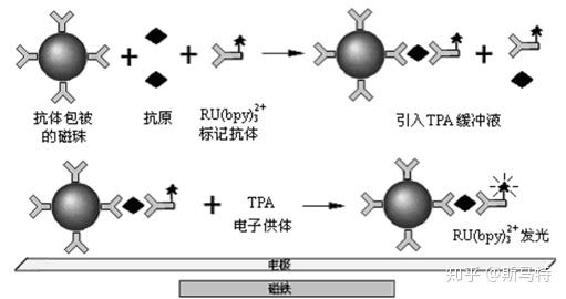 發生免疫反應後,形成固相包被抗體-待測抗原吖啶酯標記抗體複合物