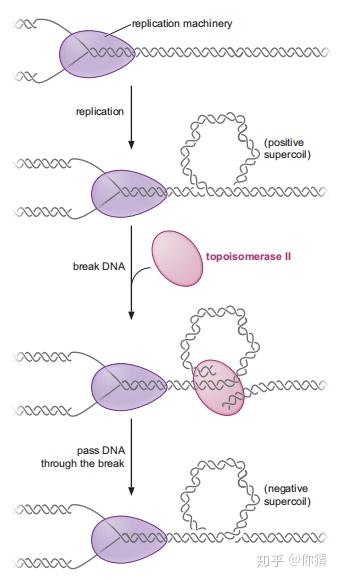 分子生物学 | DNA复制的酶学 - 知乎