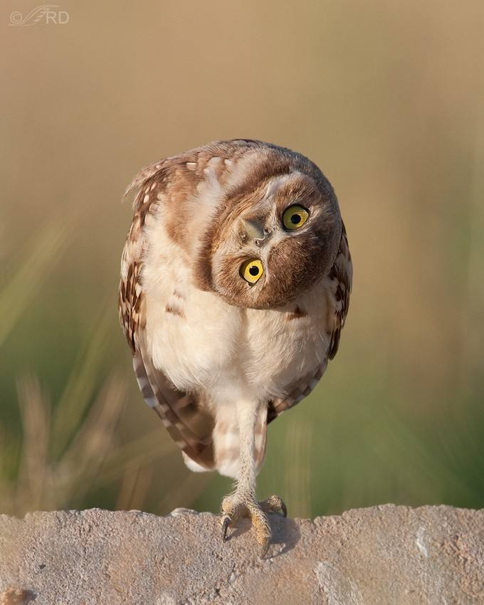 这里有一只猫头鹰萌宠了解一下