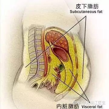 脂肪还有分类 皮下脂肪和内脏脂肪的区别 知乎