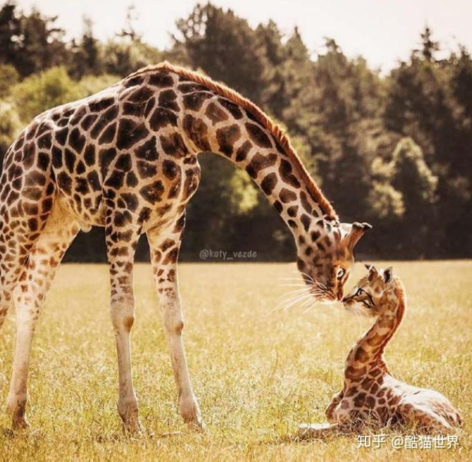 当猫咪和其它动物合体第二弹