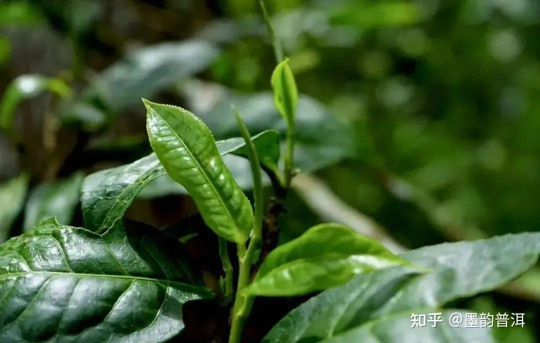 一韵越千年,揭秘古茶树的价值及存在意义 - 知乎