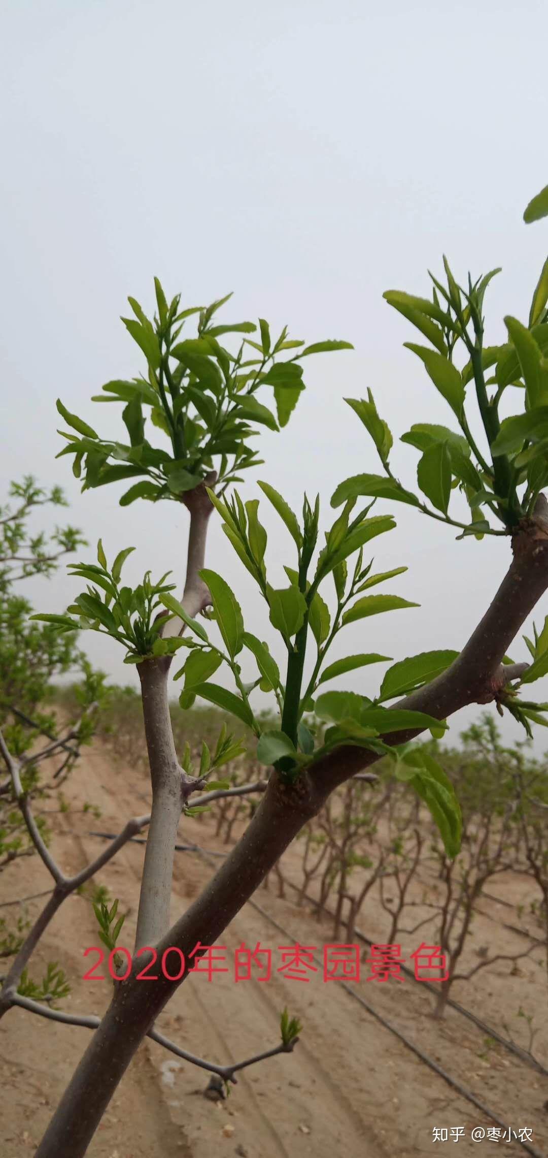新疆枣园每年这个时候都要抹芽