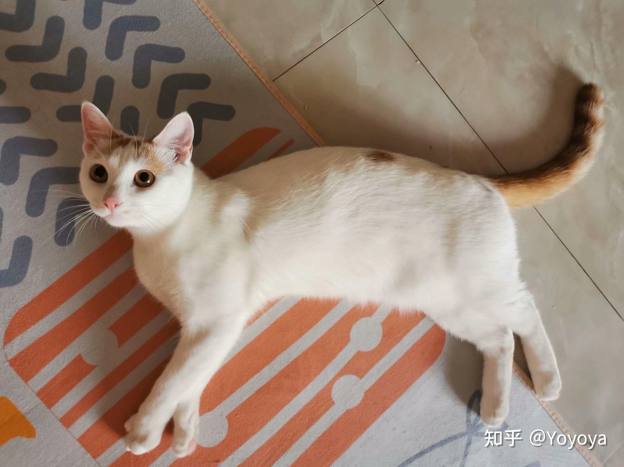 母猫咪6个月大很乖比较粘人目前看来没有任何想发情的意思不太想给它