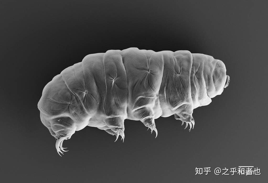 比如说蛆变成苍蝇