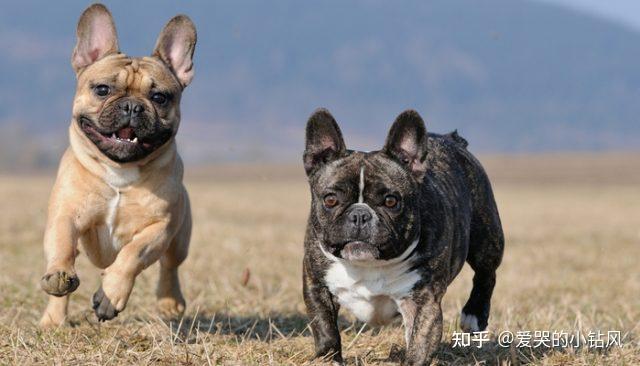 法国斗牛犬frenchbulldog