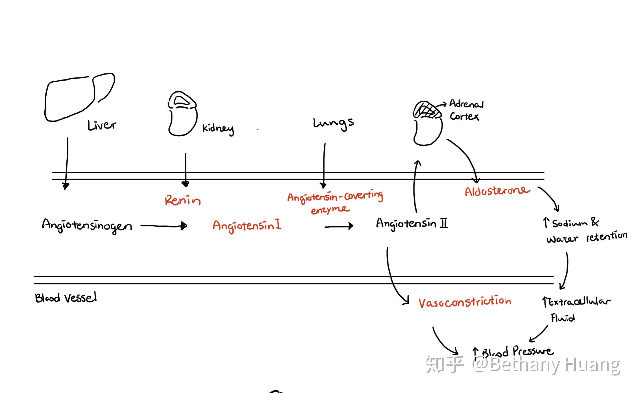 护理笔记高血压hypertension