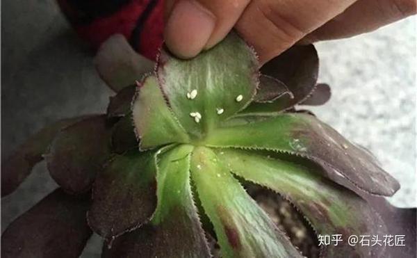 多肉染了 小白虫 把1种药洒盆里消灭 否则传染给更多盆栽 知乎