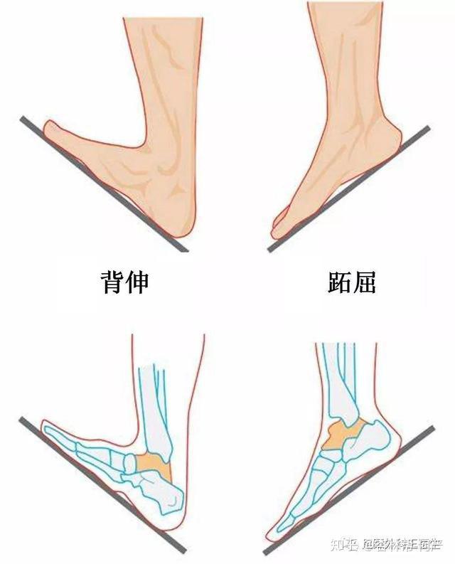 踝關節撞擊症腳踝裡的對對碰