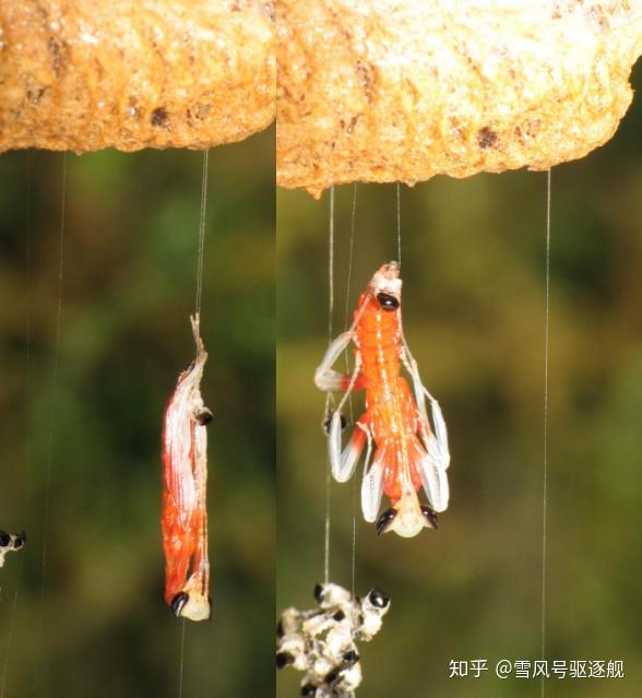 什么叫做变态发育 v2-91cd8db91deec349b47ec4b97f2690e2_r.jpg