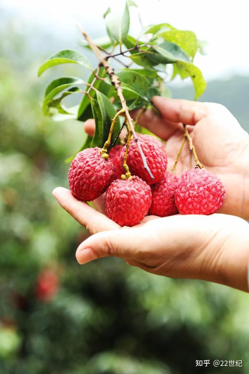 广东荔枝打响销路战南方航空顺丰京东本来生活等与时间赛跑