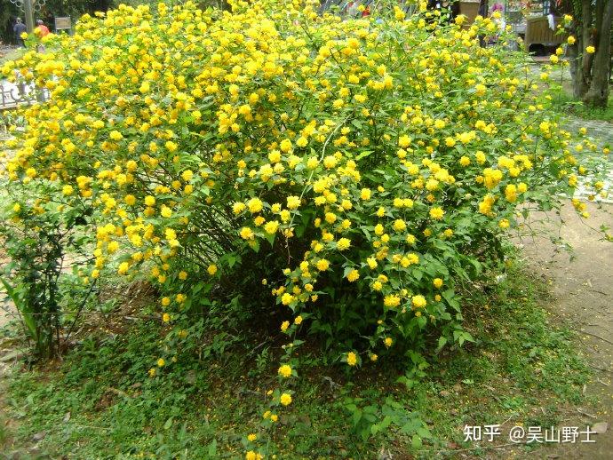 花期4-5月,瘦果褐黑色.棣棠有单瓣种,还有金边,玉边的