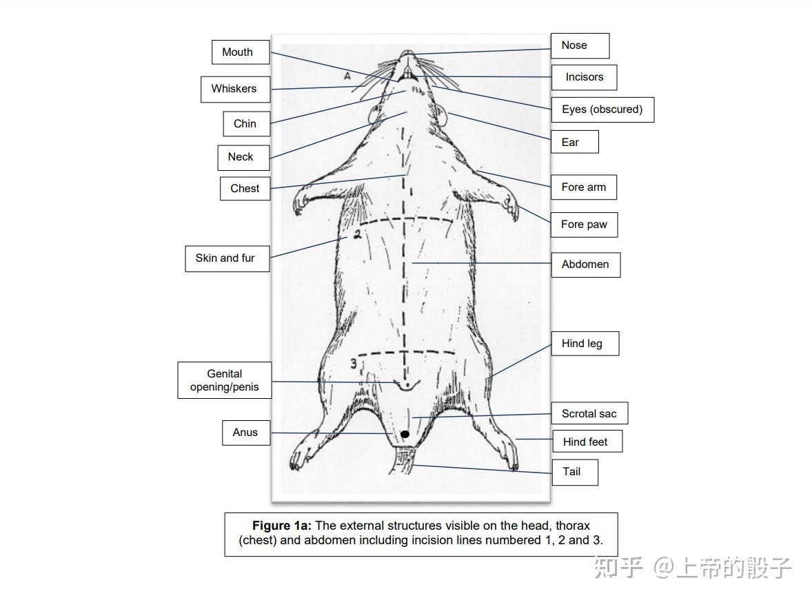 髂鼠蹊部的神经 库存例证. 插画 包括有 臀部, 骨盆, 医疗, 概要, 带状闪长岩, 痛苦, 传记, 人力 - 101288486