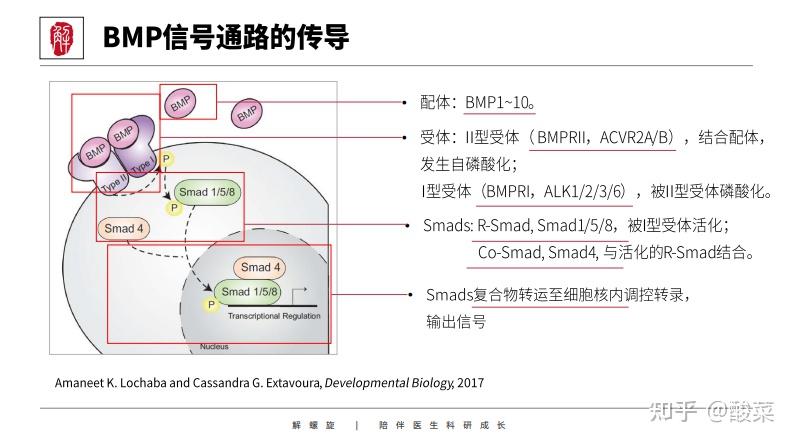 tyrosine kinases,rtks,受体酪氨酸激酶,是最大的一类酶联受体,思热