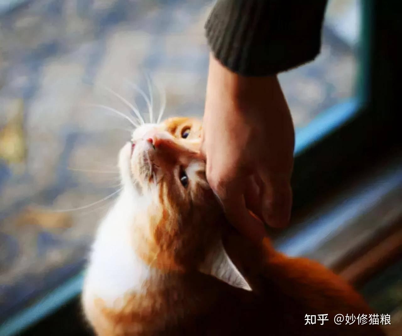 养猫过来人告诉你,你摸猫咪的头,它是这样认为的 - 知乎