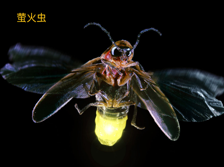 四川绵阳发现罕见发光虫,光点全开为求偶,其虫生故事很凄美