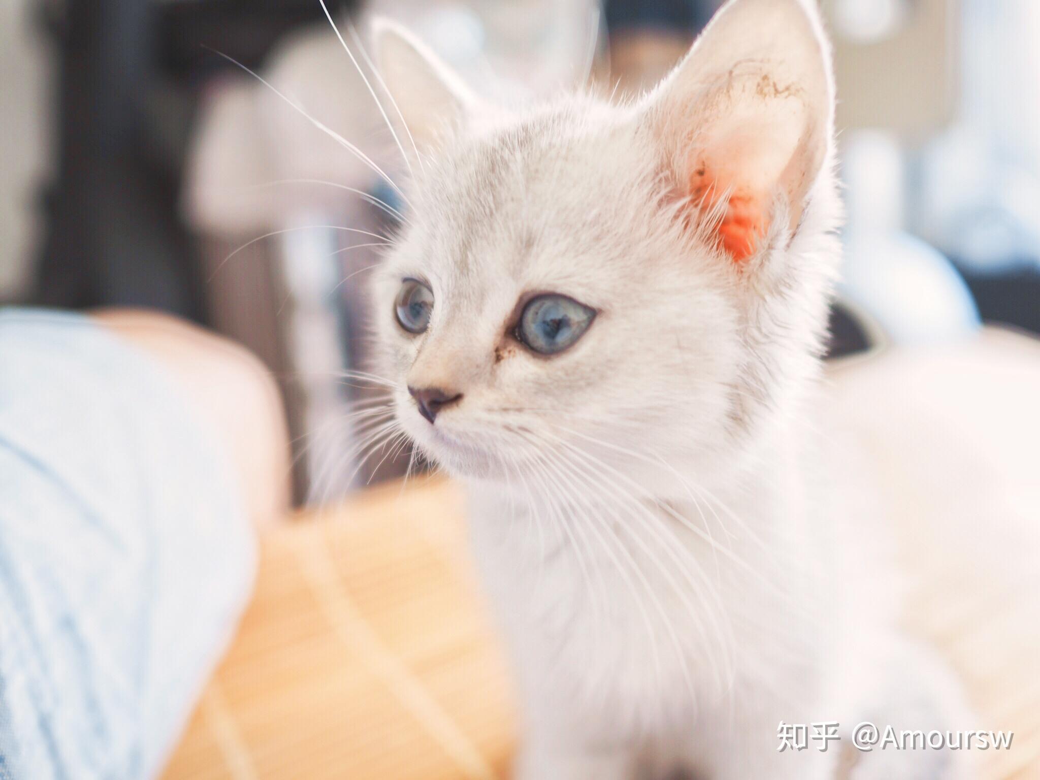 猫可以萌到什么程度?