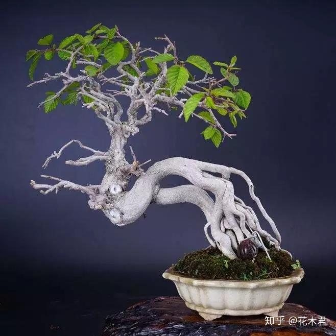 千金榆鹅耳枥盆景的制作与养护