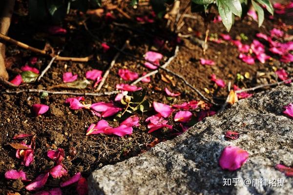 椿花 山茶花 日本庭園中必不可少的花 知乎