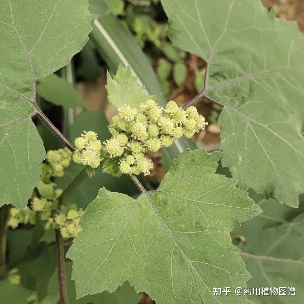 截叶铁扫帚，又称“明目草 ”，能补肝肾益肺阴，经常熬夜的人一定要看看！ - 知乎