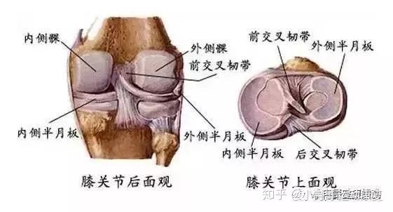 运动关节系列之半月板损伤全解读 知乎