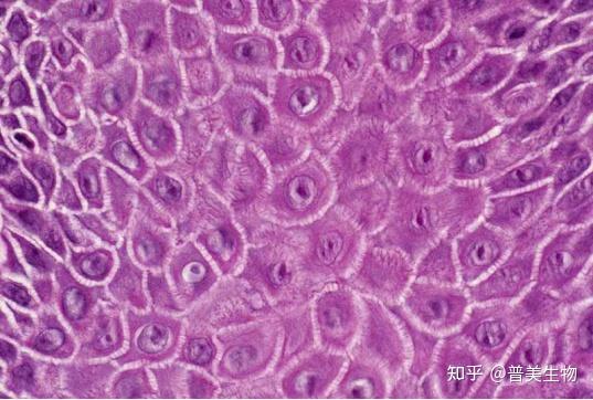 上皮细胞(Epithelial Cell)小科普 - 知乎