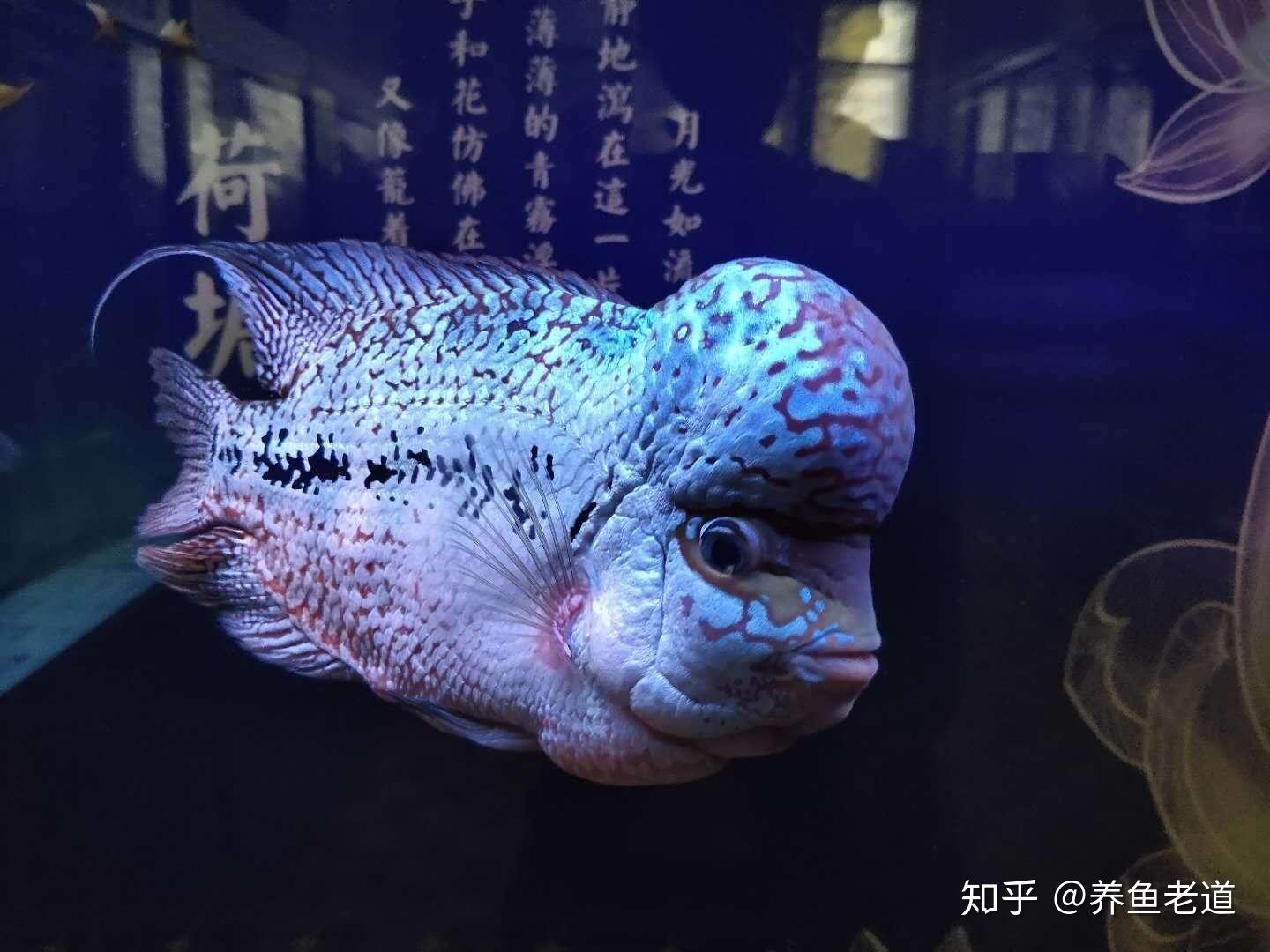 很多鱼友最为困扰的问题,为什么鱼缸换水后,水质就会立刻白浊? - 知乎