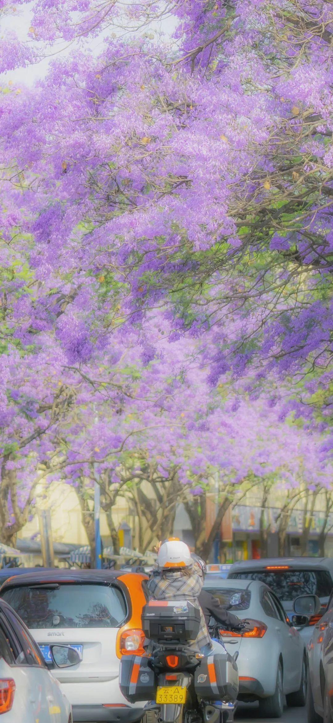 壁纸浪漫紫色系蓝楹花合集