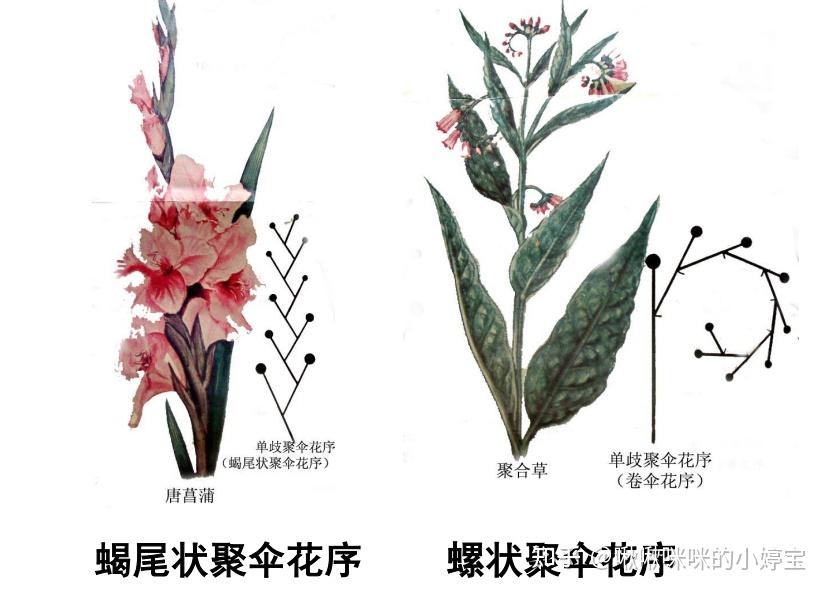 根茎叶花叶果实种子形态 - 知乎
