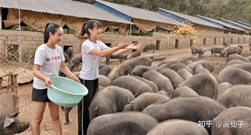 1,畜牧獸醫專業(養豬業)